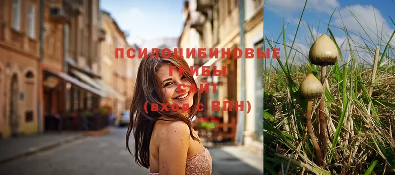 где продают наркотики  Андреаполь  Галлюциногенные грибы MAGIC MUSHROOMS 